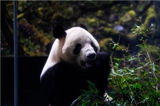 Η Ιαπωνία αποχαιρετά τα τελευταία της panda - Επιστρέφουν στην Κίνα εν μέσω τεταμένων σχέσεων