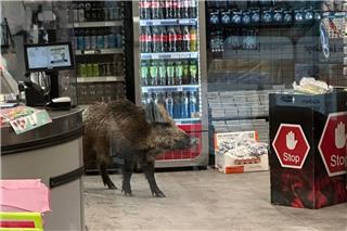 Βερολίνο: Αγριογούρουνο έκανε... βόλτα σε εμπορικό κέντρο - Το έδιωξαν αστυνομικοί με ασπίδες