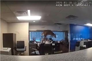 Ελάφι «εισέβαλε» σε τράπεζα από το... παράθυρο