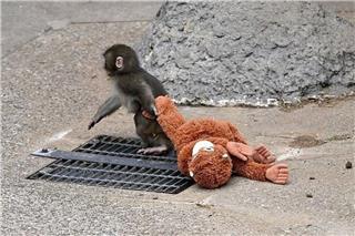 Το πιθηκάκι έγινε... sold out: Ξεπούλησε το λούτρινο μετά τα viral βίντεο του μικρού Punch