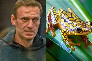 Αποκάλυψη για τον «ασφυκτικό θάνατο» του Ναβάλνι: Δηλητηριάστηκε με τοξίνη βατράχου