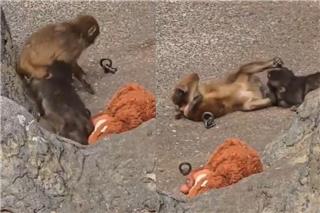 Ο Punch που έγινε viral βρήκε την αγάπη - Βίντεο με φιλιά και αγκαλιές με θηλυκό πιθηκάκι