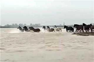 Εντυπωσιακές εικόνες άγριας φύσης στο Δέλτα του Έβρου με άλογα να διασχίζουν τον ποταμό