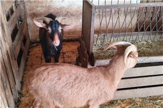 CEO μαντρί στην ταράτσα στους Αμπελόκηπους -«Υπήρχε και κλιματισμός για το καλοκαίρι!»