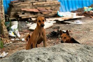 Η αθέατη πλευρά του πολέμου: Εγκαταλείπουν τα κατοικίδιά τους για να φύγουν από τη Μέση Ανατολή