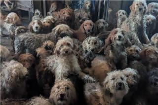 Δεν είναι AI: Η εικόνα με τα 250 σκυλιά σε ένα σπίτι που πάγωσε το ίντερνετ