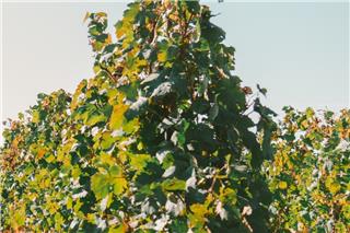 Κρήτη: Φρικτό θάνατο βρήκε άνδρας που παγιδεύτηκε σε φρέζα ενώ εκτελούσε εργασίες στο αμπέλι του