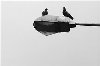 Τα περιστέρια - κατάσκοποι της Μόσχας