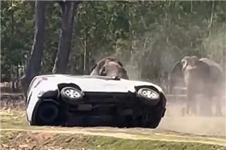 Eλέφαντας στην Ταϊλάνδη εξαγριώθηκε όταν τον διέκοψαν κατά το ζευγάρωμα: Επιτέθηκε στον φροντιστή του και διέλυσε οχήματα