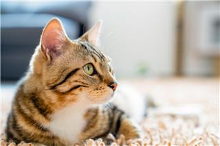 Σήμερα έμαθα: Οι γάτες έχουν δική τους γλώσσα και μάλιστα πολύ... εξελιγμένη