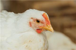 CEO εταιρείας και αρχιτέκτονας ο 55χρονος... κτηνοτρόφος των Αμπελοκήπων!