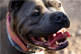 Τραγωδία στην Ιταλία: Τρία πίτμπουλ επιτέθηκαν και σκότωσαν 52χρονο άνδρα