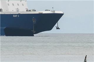 Αφθώδης πυρετός: Στη Μυτιλήνη 10 κτηνίατροι για επιτήρηση της νόσου – Τι αποφασίστηκε στη σύσκεψη