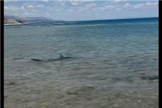 Κορινθία: Kαρχαρίας εμφανίστηκε στις Κεχριές - Δείτε το βίντεο