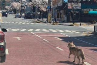 Ανω κάτω πόλη 1,5 εκατ. κατοίκων για τον «δραπέτη» λύκο - Έκλεισε σχολείο για ασφάλεια