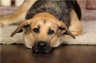 Φεύγουν άρον άρον από το Ντουμπάι κι εγκαταλείπουν τα κατοικίδιά τους στον δρόμο ή τα δίνουν για ευθανασία