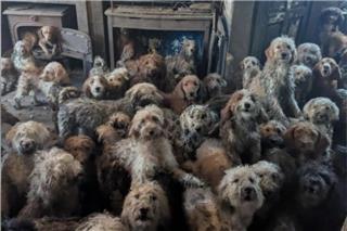 Βρετανία: Η σοκαριστική ανακάλυψη 250 σκύλων που ζούσαν σε άθλιες συνθήκες