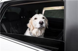 Γιατί οι σκύλοι λατρεύουν να βγάζουν το κεφάλι από το παράθυρο;