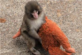 Ιαπωνία: Συγκινεί το κοινό σε όλο τον κόσμο η ιστορία της ορφανής μαϊμούς με το λούτρινο