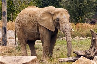 Αγριος ελέφαντας σε αμόκ στην Ινδία: 20 νεκροί σε εννέα ημέρες, μεταξύ τους πατέρας με παιδιά 6 και 8 ετών