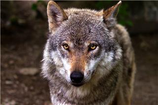 Λύκος επιτέθηκε σε παρέα περιπατητών στα Βασιλικά Κτήματα στο Τατόι!