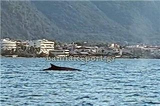 Φάλαινα πιάστηκε στα πράσα να κάνει βόλτες ανοιχτά των Καμένων Βούρλων