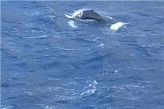 Κάλυμνος: Φάλαινα έκανε την εμφάνισή της στον κόλπο των Αργινώντων, δείτε βίντεο