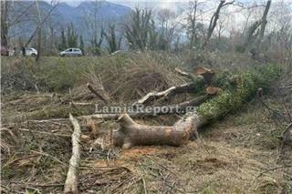 Τραγωδία στη Λαμία: Νεκρός άνδρας που καταπλακώθηκε από δέντρο