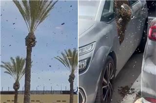 Τεράστιο σμήνος από μέλισσες εισέβαλε σε πόλη στο νότιο Ισραήλ - Δείτε βίντεο