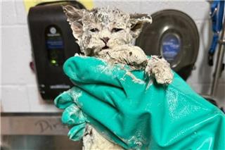 Γατάκι 6 εβδομάδων διασώθηκε από ένα δοχείο κόλλας - «Το μόνο που θέλει είναι αγάπη»