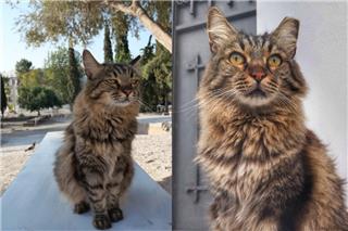 Πέθανε η διάσημη γάτα της Ακρόπολης, Λουκία, σε ηλικία 17 ετών