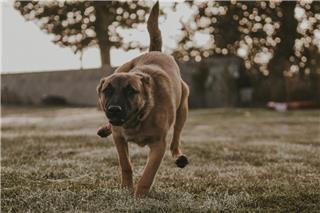 Κρήτη: Επίθεση σκυλιού σε παιδί κοντά σε σχολείο – Με πολλαπλά τραύματα στο νοσοκομείο ο 12χρονος