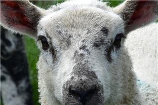 Μπήκαν σε ξένο μαντρί και έσφαξαν 40 αρνιά – Τρεις συλλήψεις