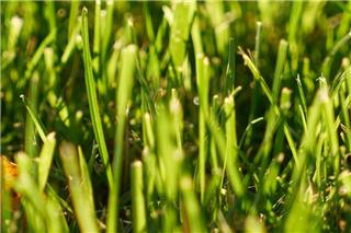 Ακαθάριστα οικόπεδα: Ξεκινά ο υποχρεωτικός καθαρισμός- Οι προθεσμίες και τα πρόστιμα