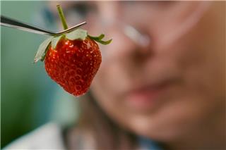 Οργανώσεις καλούν τους Έλληνες ευρωβουλευτές να καταψηφίσουν τα νέα μεταλλαγμένα στην Ευρώπη