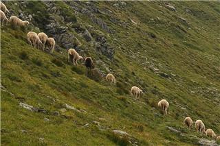Αφθώδης πυρετός στη Λέσβο: Κίνδυνος καθολικής καραντίνας - «Θα μιλάμε για τεράστια καταστροφή»