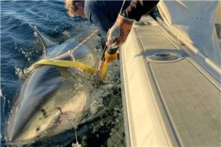 Ο μεγαλύτερος λευκός καρχαρίας που έχει καταγραφεί πλησιάζει τουριστική ακτή στη Φλόριντα