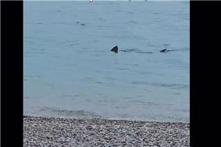 Λουτράκι: Kαρχαρίας κολυμπάει σε ρηχά νερά δίπλα στην παραλία