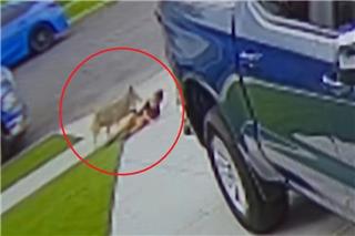 Κογιότ επιτέθηκε και τραυμάτισε 4χρονο στο Λος Αντζελες, δείτε βίντεο