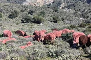 Κτηνοτρόφος στην Κρήτη έβαψε... κόκκινα τα πρόβατά του για να μην του τα κλέψουν