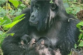 Δίδυμοι γορίλες γεννήθηκαν στο Κονγκό σε ένα από τα πιο σπάνια φαινόμενα στη φύση