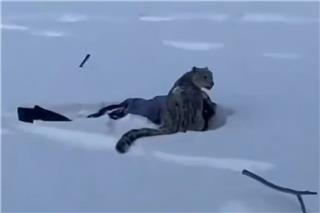 Βίντεο: Λεοπάρδαλη του χιονιού επιτέθηκε σε γυναίκα που θέλησε να βγάλει σέλφι μαζί της στην Κίνα