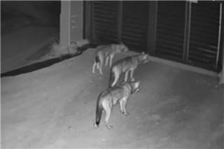 Θεσσαλονίκη: Λύκοι έφτασαν μέχρι την πόρτα σπιτιού στο Πανόραμα