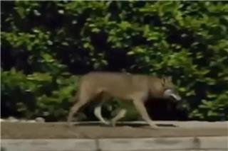 Λύκος κινείται ανενόχλητος δίπλα σε σπίτια στους Θρακομακεδόνες, δείτε βίντεο