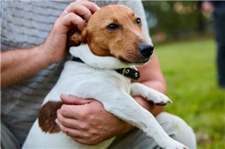 Προσπάθησε να πουλήσει σκύλο σε περαστικό στη Θεσσαλονίκη για 50 ευρώ και θα πληρώσει 4.000 ευρώ πρόστιμο