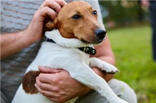 Προσπάθησε να πουλήσει σκύλο σε περαστικό στη Θεσσαλονίκη για 50 ευρώ και θα πληρώσει 4.000 ευρώ πρόστιμο
