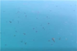 Εύβοια: Με καφέ και μωβ μέδουσες γέμισε η θάλασσα και προκαλεί ανησυχία