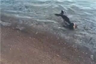 Νεογέννητη φώκια αναζητούσε τη μητέρα της στις ακτές των Σπετσών: Στήθηκε επιχείρηση διάσωσης και μεταφέρθηκε σε κέντρο περίθαλψης