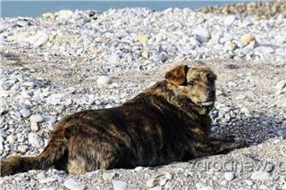 Ραγίζει καρδιές: Η Μπέλλα συνεχίζει την καθημερινή βόλτα τους σαν να είναι ακόμα μαζί