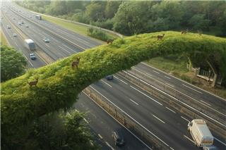 Η χώρα που έφτιαξε γέφυρες μόνο για ζώα – Το εντυπωσιακό δίκτυο που αλλάζει τους κανόνες της φύσης